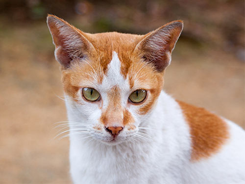 Рыжая кошка