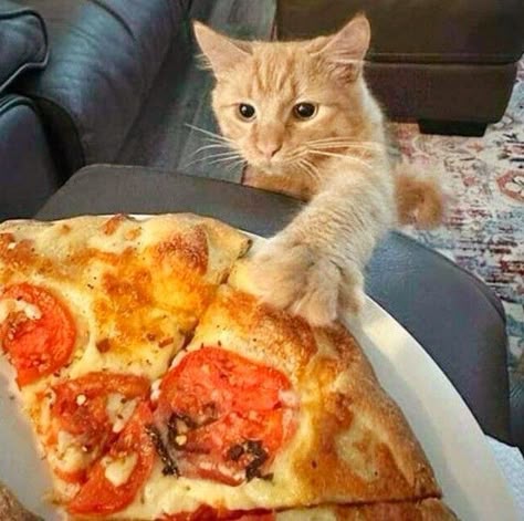 Котик злится