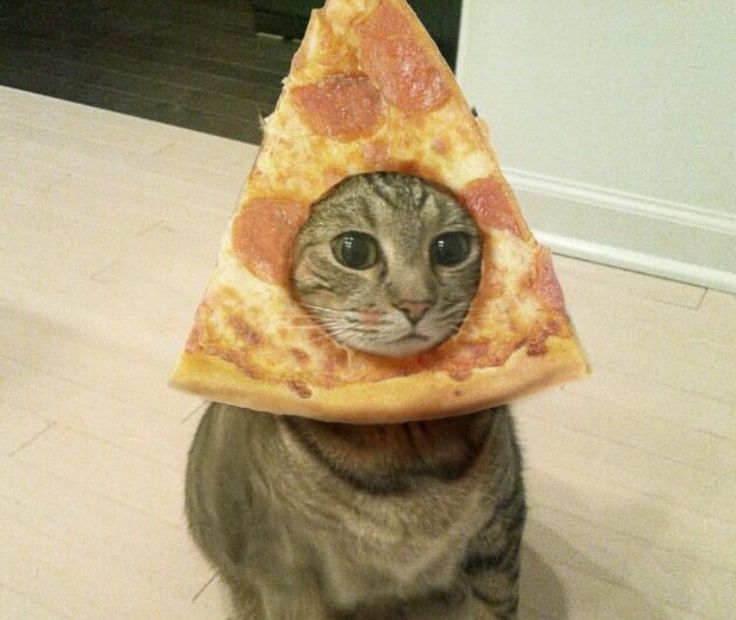 Котик хавает пиццу