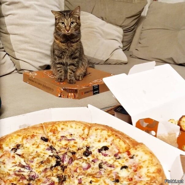 Котик протестует